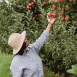 A woman plucking a fruit