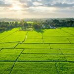 A large farm plot at sunrise